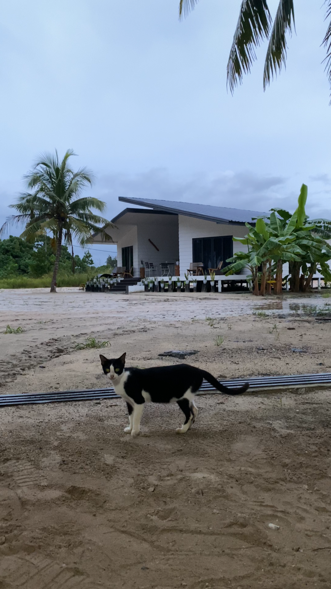 Eagle Bay Retreat pet friendly cat dog