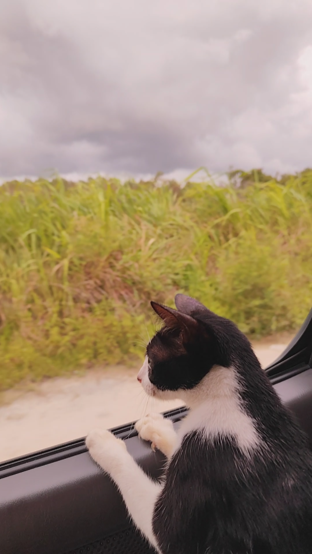 Eagle Bay Retreat pet friendly cat dog