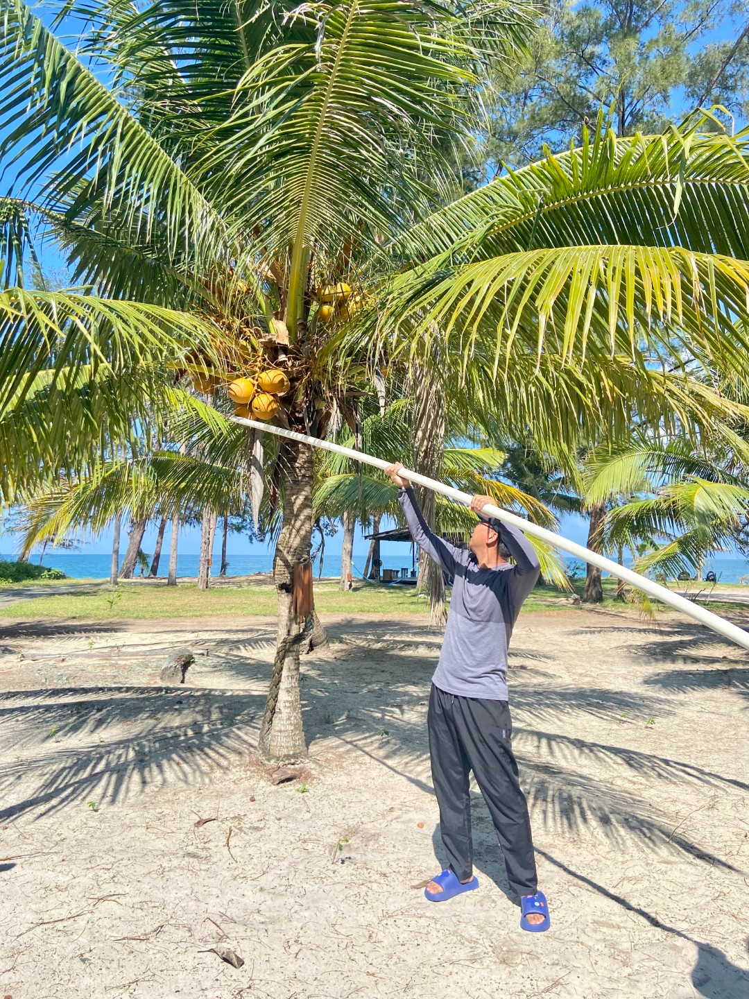 Eagle Bay Retreat harvest Coconats