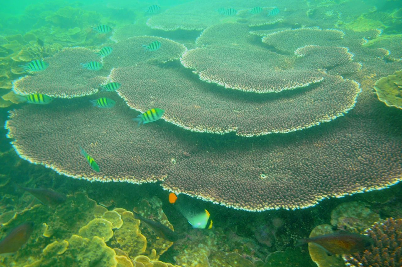 Eagle Bay Retreat Beach Activities Coral Reef Snokeling